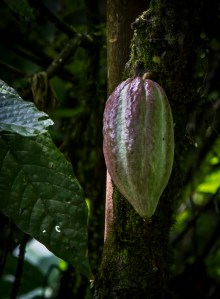 Cacao