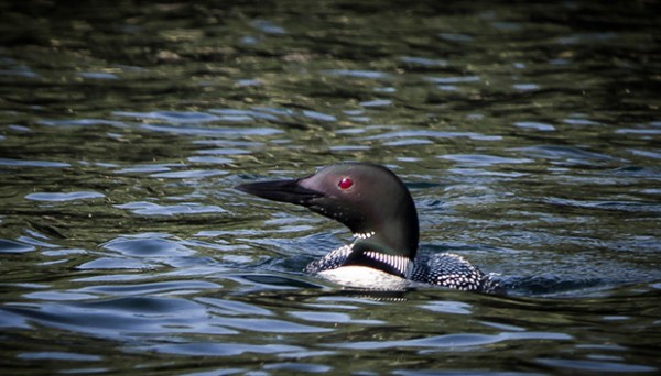 Loon